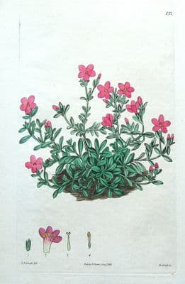 Antique Botanical Print GENTIAN ERYTHRAEA AGGREGATA, Robert Sweet,  1826
