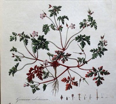 Antique Botanical Print GERANIUM ROBERTIANUM Curtis Large Flora Londinensis 1777