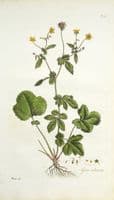 Antique Botanical Print GEUM URBANUM Wood Avens Curtis Flora Londinensis 1777