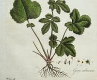 Antique Botanical Print GEUM URBANUM Wood Avens Curtis Flora Londinensis 1777