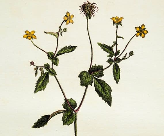 Antique Botanical Print GEUM URBANUM Wood Avens Curtis Flora Londinensis 1777