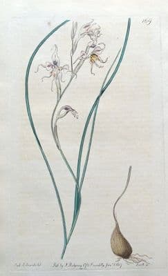 Antique Botanical Print GLADIOLUS EDULIS CORNFLAG  Edwards Engraved Vintage Print 1817