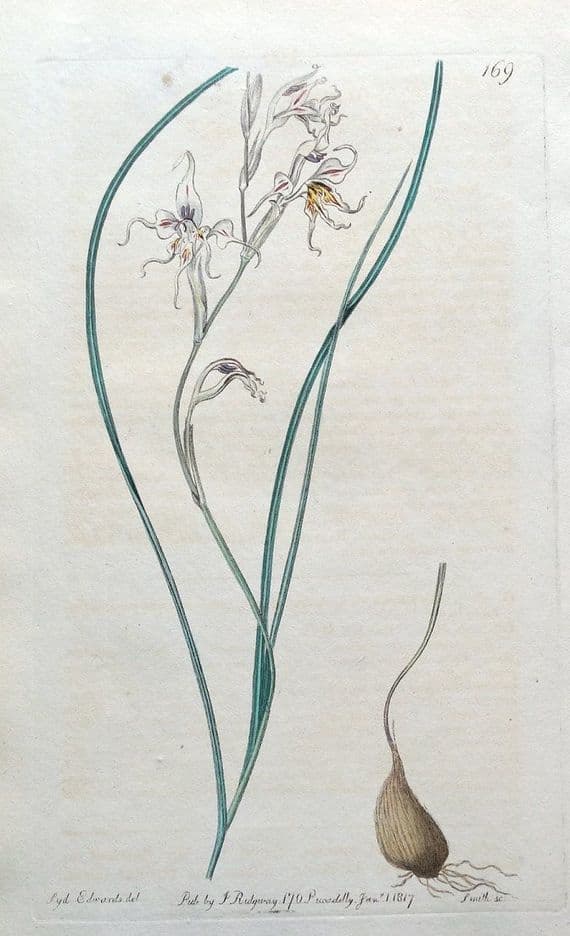Antique Botanical Print GLADIOLUS EDULIS CORNFLAG  Edwards Engraved Vintage Print 1817