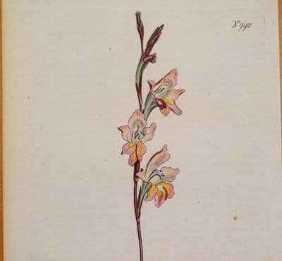 Antique Botanical Print GLADIOLUS HIRSUTUS,SHAGGY CORN FLAG,  Curtis  1806