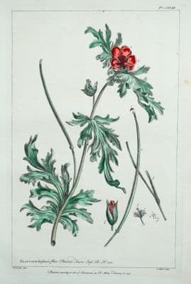 Antique Botanical Print GLAUCIUM, HORNED POPPY Philip Miller vintage 1760
