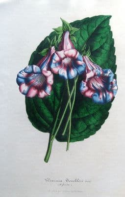 Antique Botanical Print GLOXINIA TEUCHLERI,  Van Houtte,  Flower Print 1847