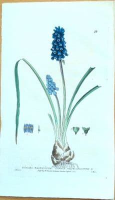 Antique Botanical Print GRAPE HYACINTH MUSCARI Baxter Flower Print 1834