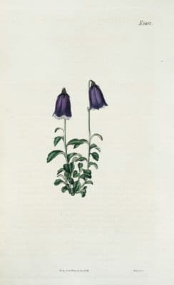 Antique Botanical Print HAREBELL  CAMPANULA Original Hand Coloured  Curtis 1824