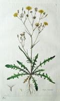 Antique Botanical Print HAWKSBEARD CREPIS TECTORUM Curtis Flora Londinensis 1777