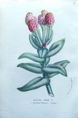 Antique Botanical Print HELIPTERUM EXIMIUM, South Afirca Van Houtte  c 1850