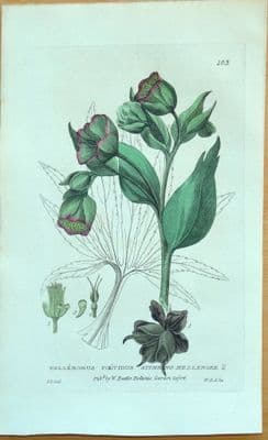 Antique Botanical Print HELLEBORE FOETIDUS Baxter Engraved Flower Print 1834