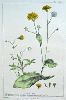 Antique Botanical Print HIERACEUM, HAWKWEED Philip Miller large old vintage 1760