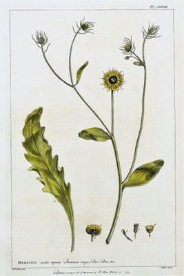 Antique Botanical Print HIERACIUM, GREATER HAWKWEED, Miller Large  flower print 1760