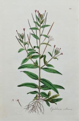 Antique Botanical Print HOARY WILLOW HERB, Curtis  Flora Londinensis 1777