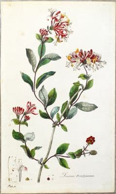 Antique Botanical Print HONEYSUCKLE Large Curtis Large  Flora Londinensis 1777