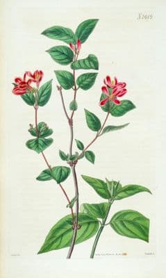 Antique Botanical Print HONEYSUCKLE LONICERA Original Hand Coloured  Curtis 1824