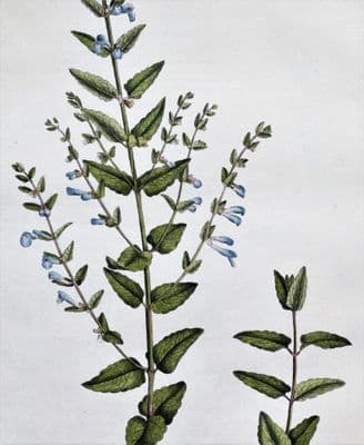 Antique Botanical Print HOODED WILLOW HERB Curtis Large  Flora Londinensis 1777