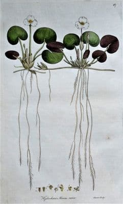 Antique Botanical Print HYDROCHARIS  MORSUS-RANE Curtis Large  Flora Londinensis 1777