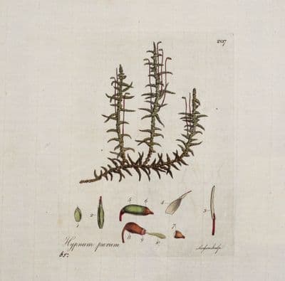 Antique Botanical Print HYPNUM PURUM MOSS Curtis Original Flora Londinensis 1777