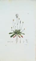 Antique Botanical Print HYPOCHAERIS CATS EAR  Curtis Flora Londinensis 1777