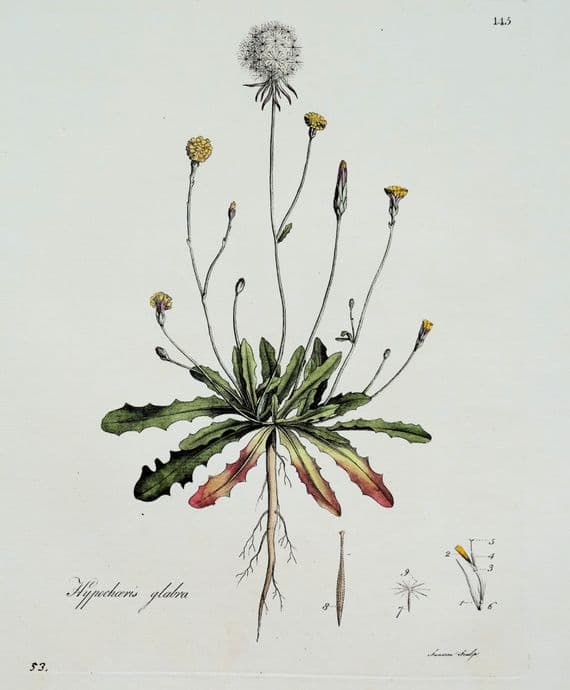 Antique Botanical Print HYPOCHAERIS CATS EAR  Curtis Flora Londinensis 1777