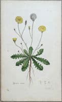 Antique Botanical Print HYPOCHAERIS RADICATA, Curtis Flora Londinensis 1777