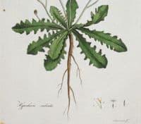 Antique Botanical Print HYPOCHAERIS RADICATA, Curtis Flora Londinensis 1777