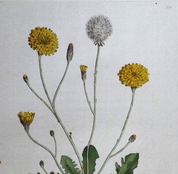 Antique Botanical Print HYPOCHAERIS RADICATA, Curtis Flora Londinensis 1777