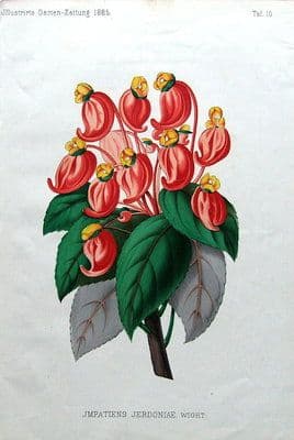 Antique Botanical Print  IMPATIENS JERDONIAE WIGHT, Garten - Zeitung  1885
