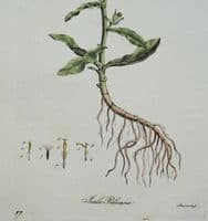 Antique Botanical Print INULA PULICARIA FLEABANE  Curtis Flora Londinensis 1777