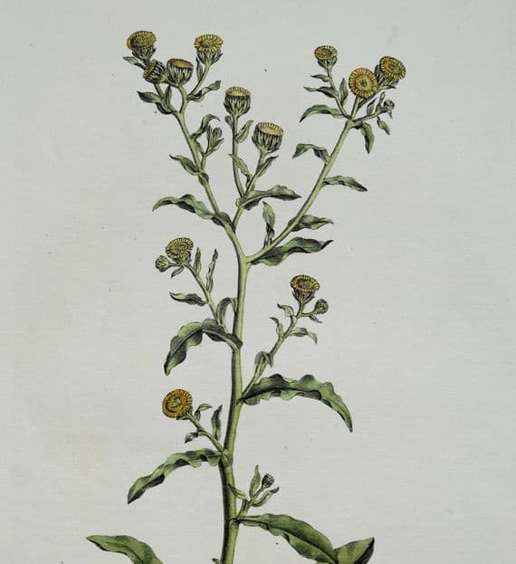 Antique Botanical Print INULA PULICARIA FLEABANE  Curtis Flora Londinensis 1777