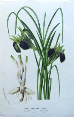 Antique Botanical Print IRIS TUBEROSA, WIDOW IRIS, Van Houtte, Flower Print c1850