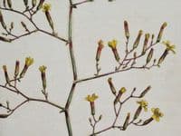 Antique Botanical Print IVY-LEAVED  WILD LETTUCE, PRENANTHES, Curtis Flora Londinensis 1777