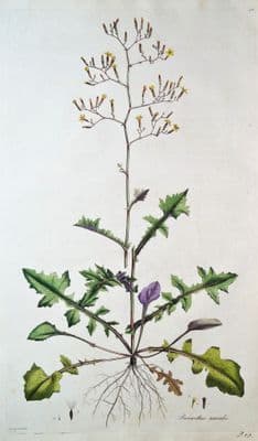 Antique Botanical Print IVY-LEAVED  WILD LETTUCE, PRENANTHES, Curtis Flora Londinensis 1777
