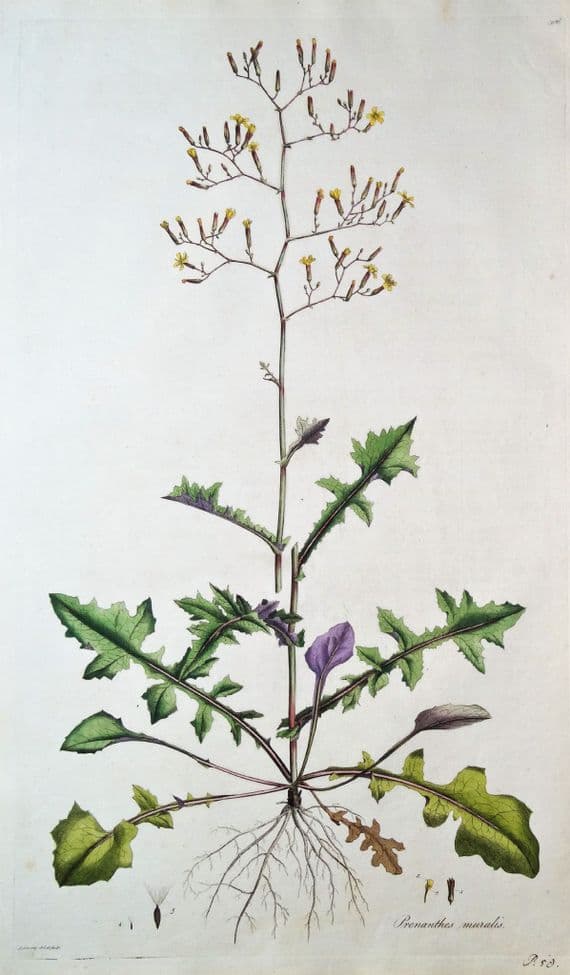 Antique Botanical Print IVY-LEAVED  WILD LETTUCE, PRENANTHES, Curtis Flora Londinensis 1777