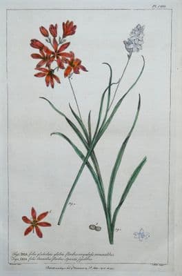 Antique Botanical Print IXIA, CORN LILY, Cornflag Philip Miller vintage 1760