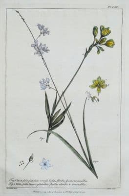 Antique Botanical Print IXIA, CORN LILY Philip Miller vintage original 1760