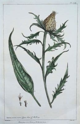 Antique Botanical Print JACEA, KNAPWEED Philip Miller vintage engraving 1760