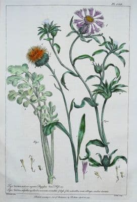 Antique Botanical Print JACEA, KNAPWEED Philip Miller vintage old engraving 1760