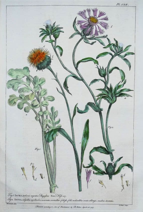 Antique Botanical Print JACEA, KNAPWEED Philip Miller vintage old engraving 1760