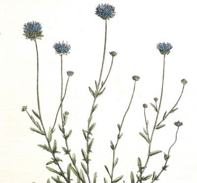 Antique Botanical Print JASIONE Montana BLUE Daisy Curtis Flora Londinensis 1777