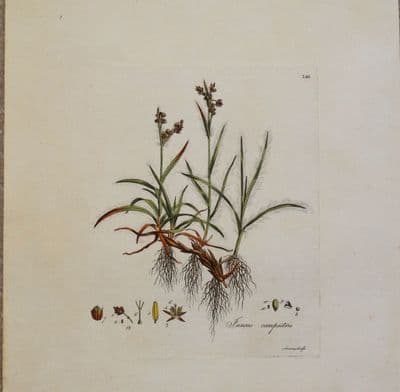 Antique Botanical Print JUNCUS CAMPESTRIS RUSH Curtis Flora Londinensis 1777