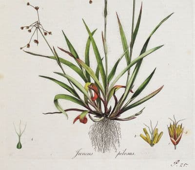 Antique Botanical Print JUNCUS PILOSUS Soft Rush  Curtis  Flora Londinensis 1777
