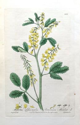 Antique Botanical Print  KING'S CLOVER MELILOTUS Baxter Engraved  Flower Print 1840