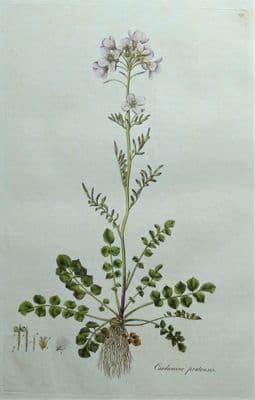 Antique Botanical Print  LADY'S SMOCK, CARDAMINE Curtis Flora Londinensis 1777