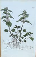 Antique Botanical Print LAMIUM ALBUM White Nettle Curtis  Flora Londinensis 1777