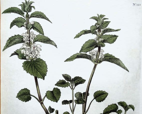 Antique Botanical Print LAMIUM ALBUM White Nettle Curtis  Flora Londinensis 1777