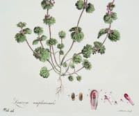 Antique Botanical Print LAMIUM AMPLEXICAULE HENBIT Curtis Flora Londinensis 1777