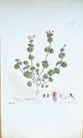 Antique Botanical Print LAMIUM AMPLEXICAULE HENBIT Curtis Flora Londinensis 1777