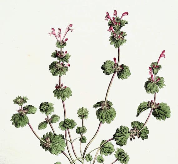 Antique Botanical Print LAMIUM AMPLEXICAULE HENBIT Curtis Flora Londinensis 1777